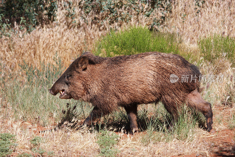 Javelina Pecari tajacu野生动物猪